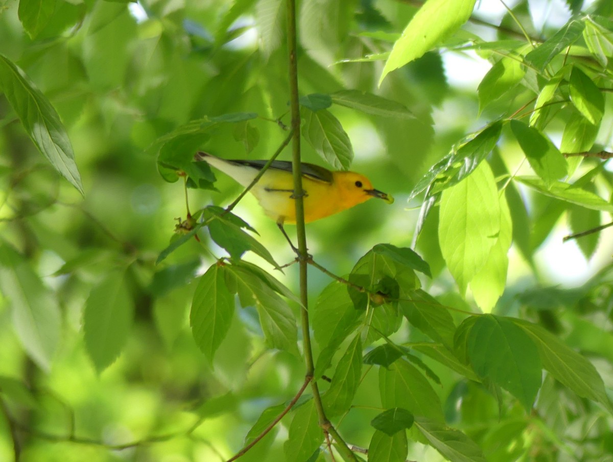 Prothonotary Warbler - Emily Huang