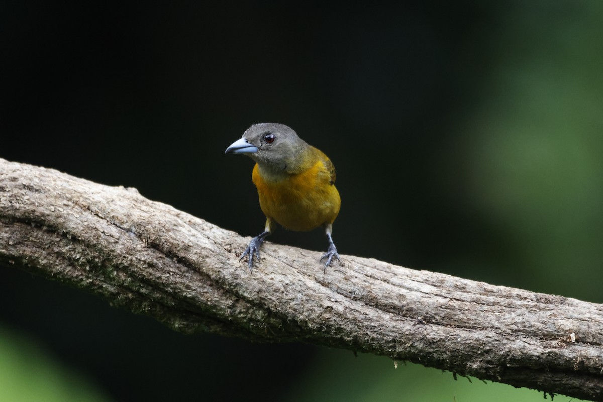 Scarlet-rumped Tanager - ML618382589