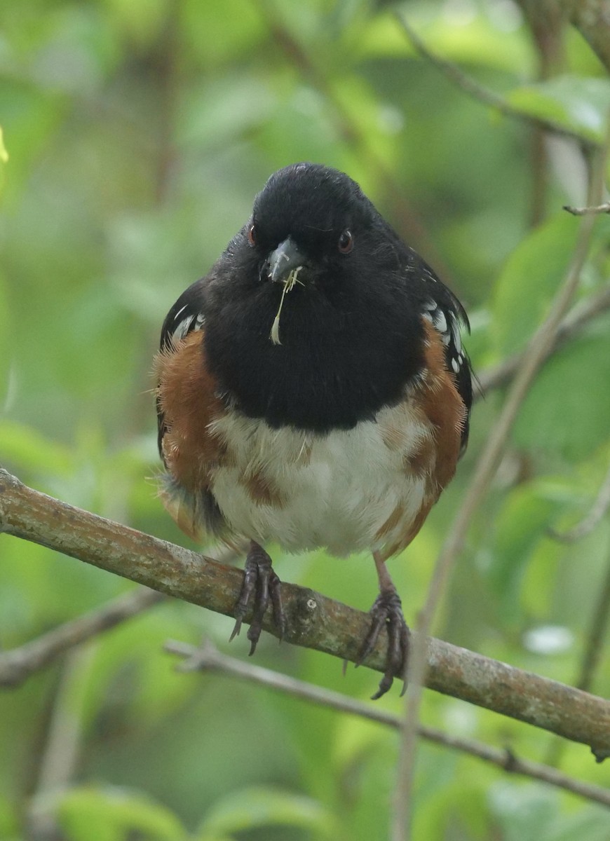 Spotted Towhee - ML618382599