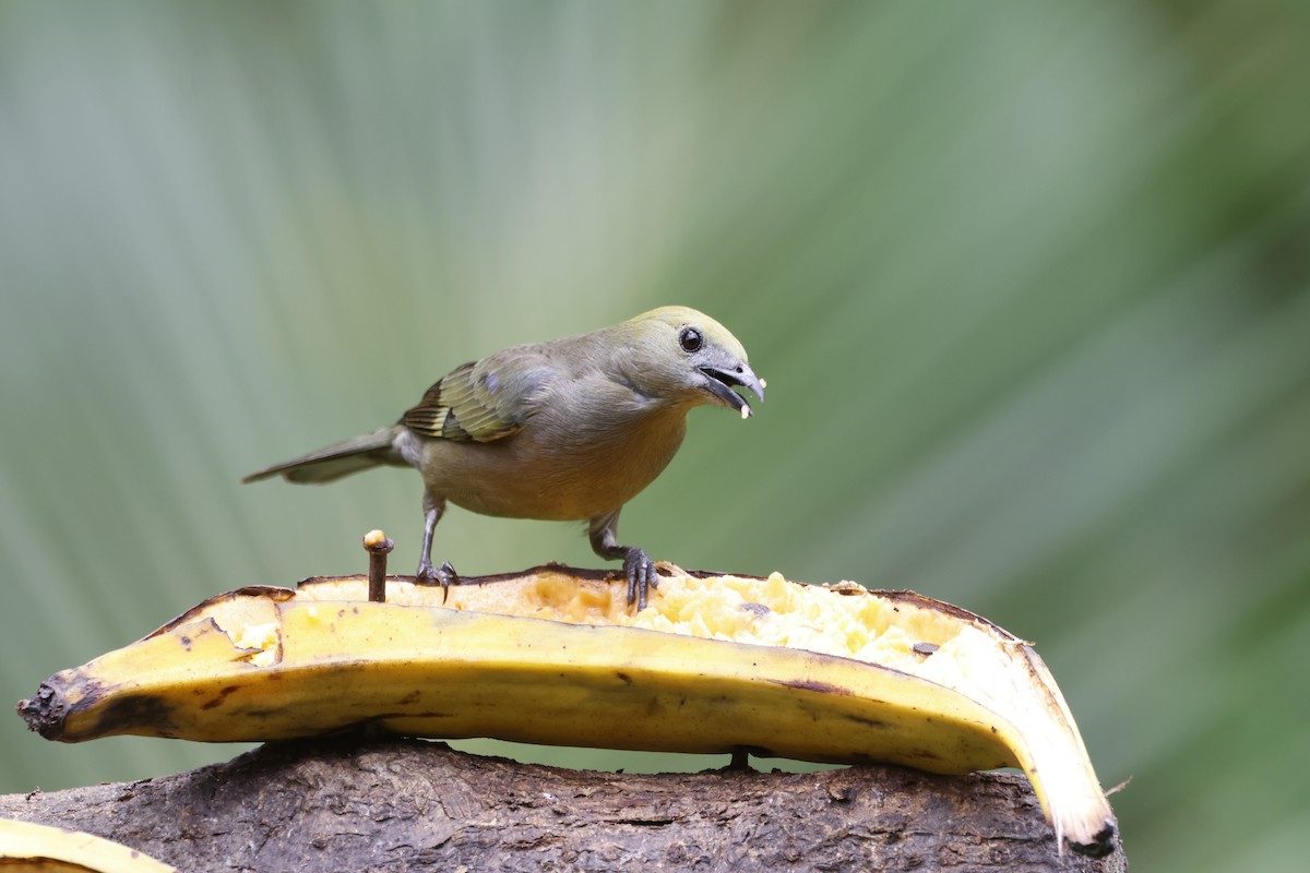 Palm Tanager - ML618382611