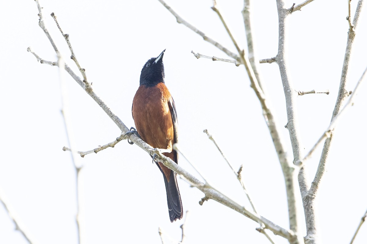 Orchard Oriole - ML618382645