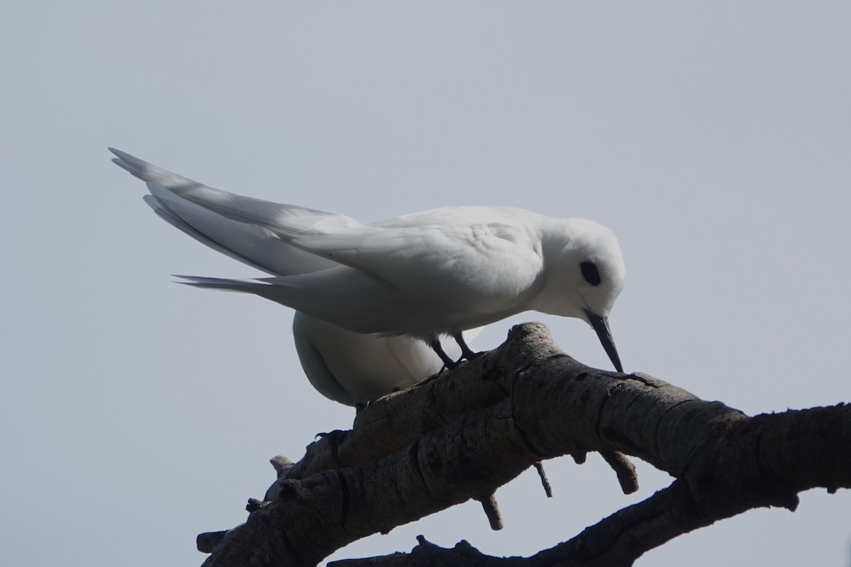 White Tern - ML618382668