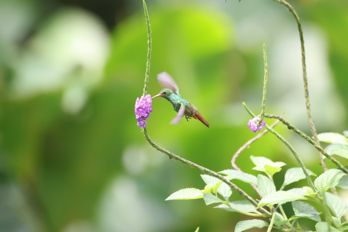 Rufous-tailed Hummingbird - ML618382682