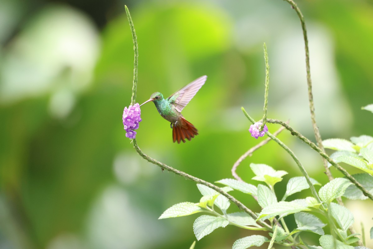 Rufous-tailed Hummingbird - ML618382683