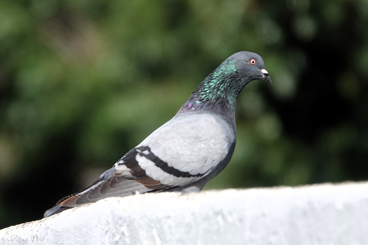 Rock Pigeon (Feral Pigeon) - ML618382684