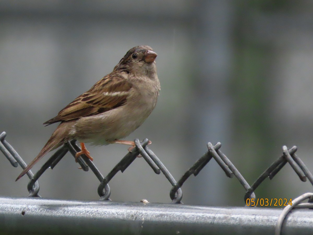 House Sparrow - ML618382701