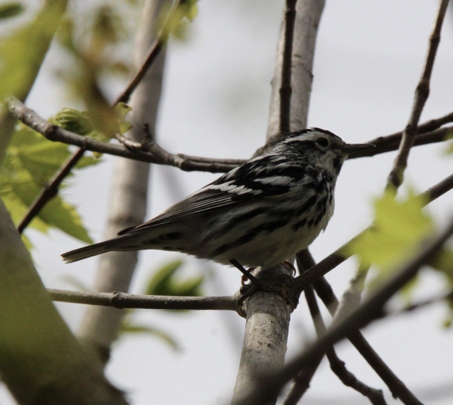 Black-and-white Warbler - ML618382707