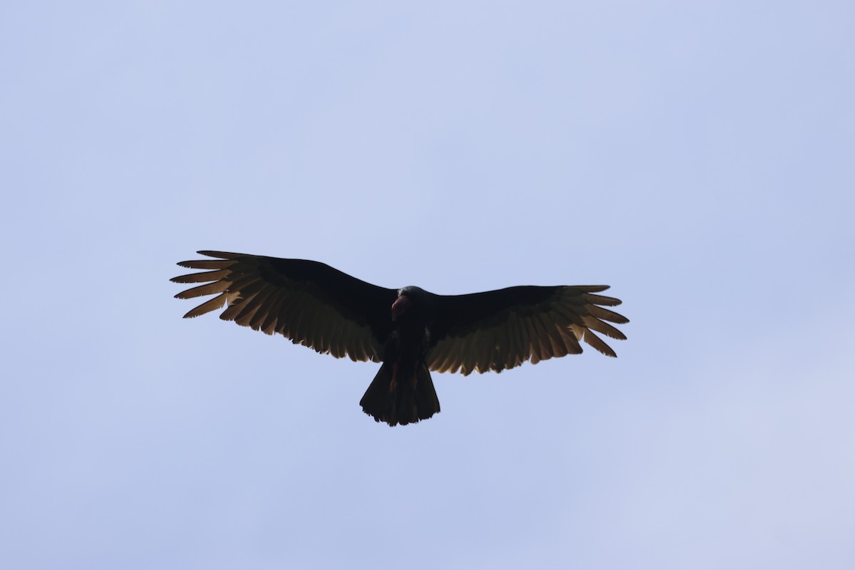 Turkey Vulture - ML618382708