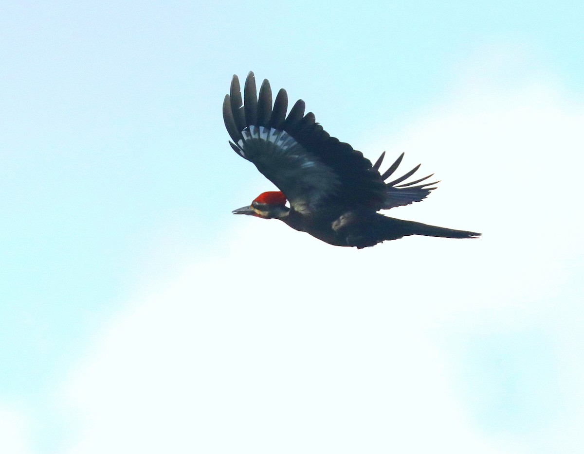 Pileated Woodpecker - ML618382709