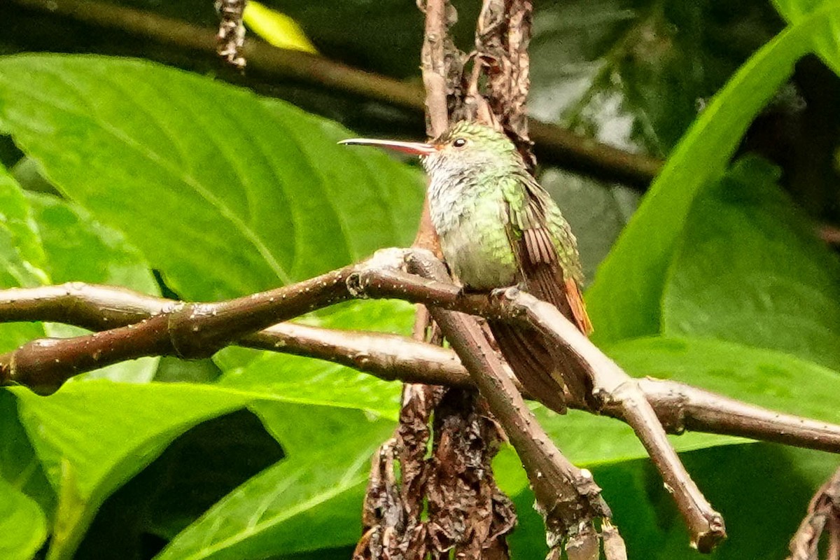 Rufous-tailed Hummingbird - ML618382717