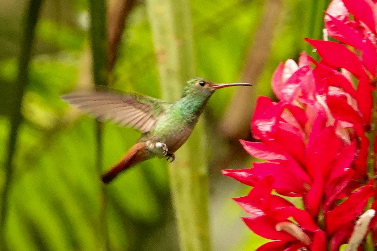 Rufous-tailed Hummingbird - ML618382718