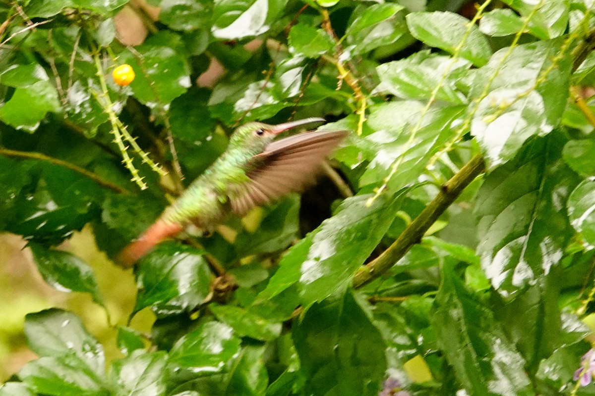 Rufous-tailed Hummingbird - ML618382721