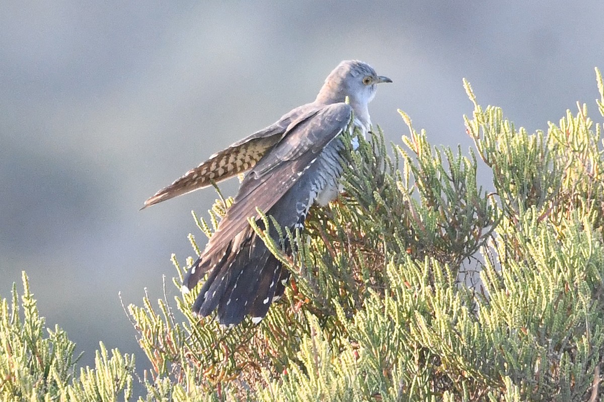 Common Cuckoo - ML618382757