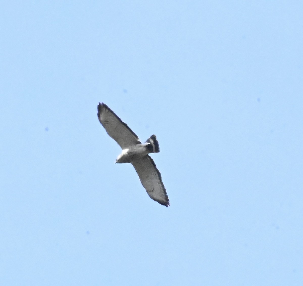 Broad-winged Hawk - ML618382759