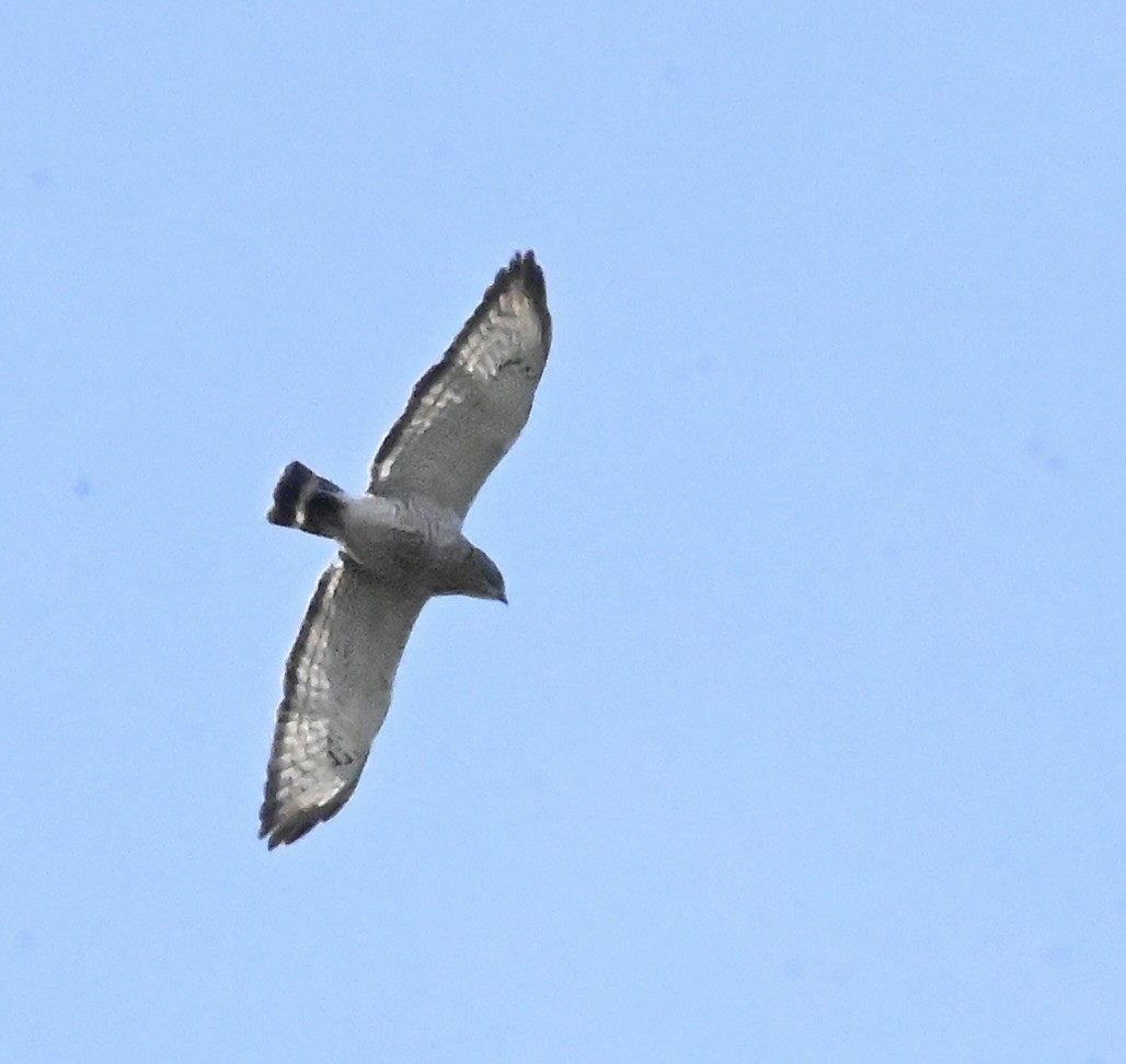 Broad-winged Hawk - ML618382762