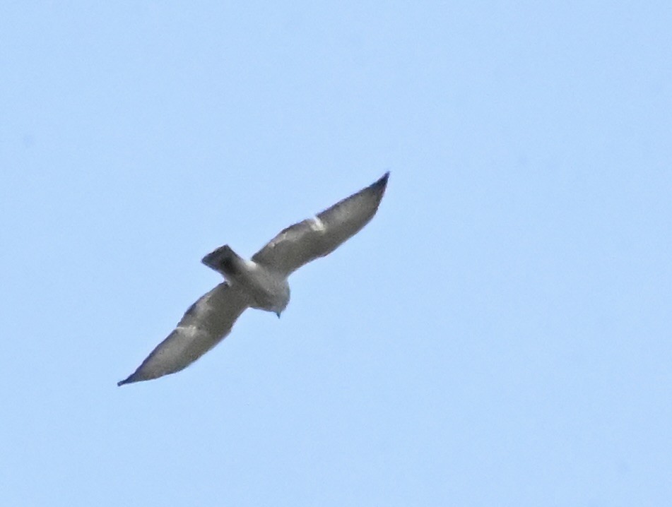 Broad-winged Hawk - ML618382768