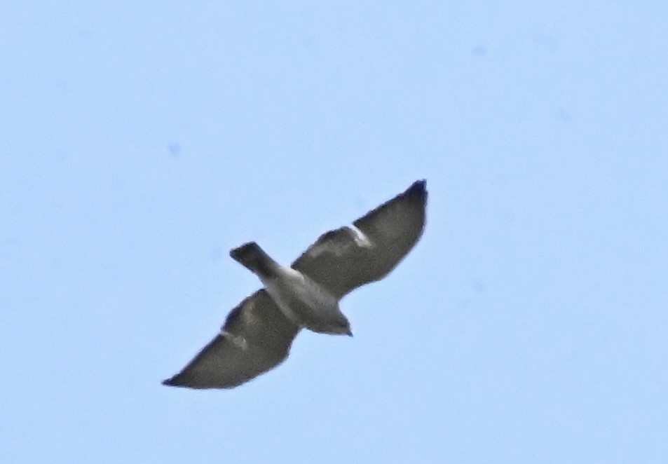 Broad-winged Hawk - ML618382770