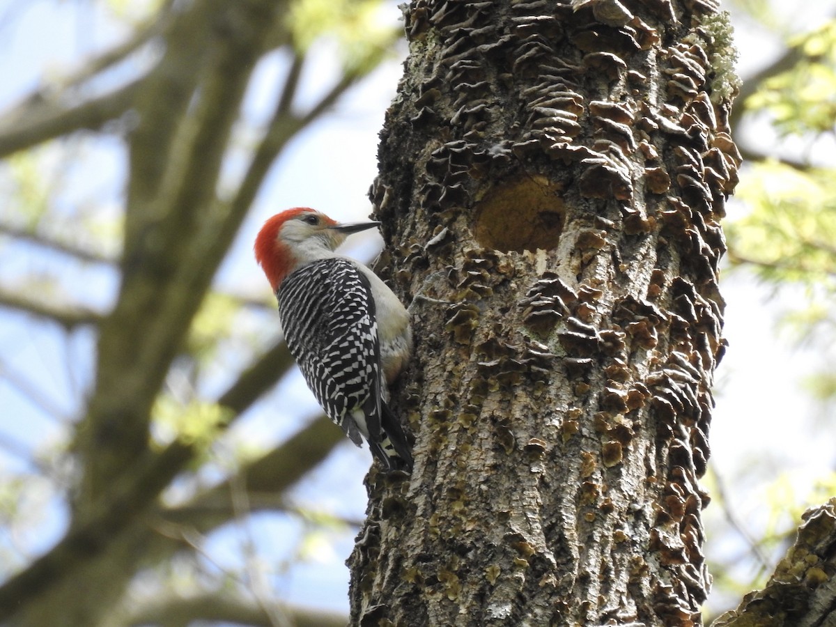 Red-bellied Woodpecker - ML618382780