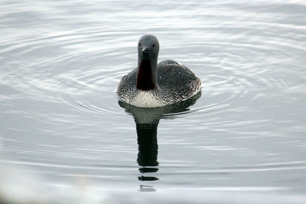 Red-throated Loon - ML618382799