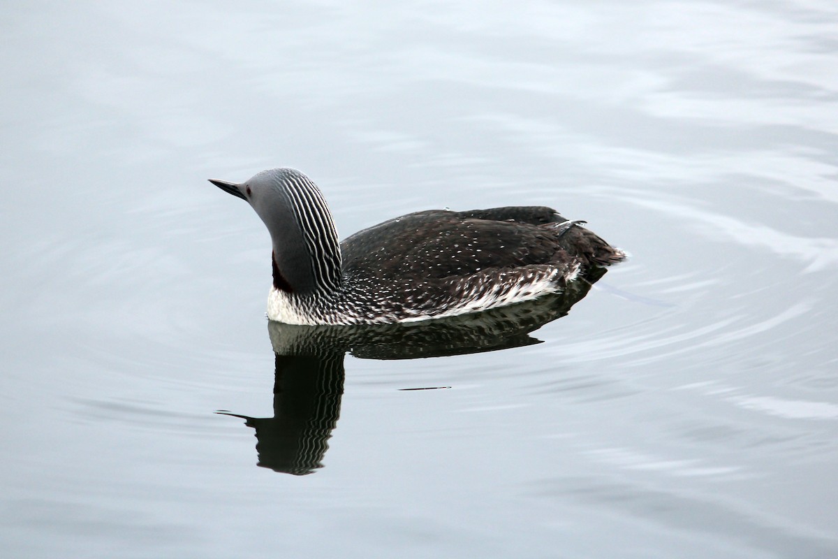 Red-throated Loon - ML618382800