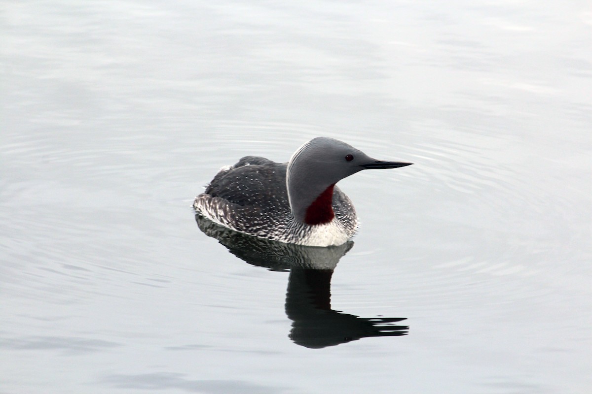 Red-throated Loon - ML618382801