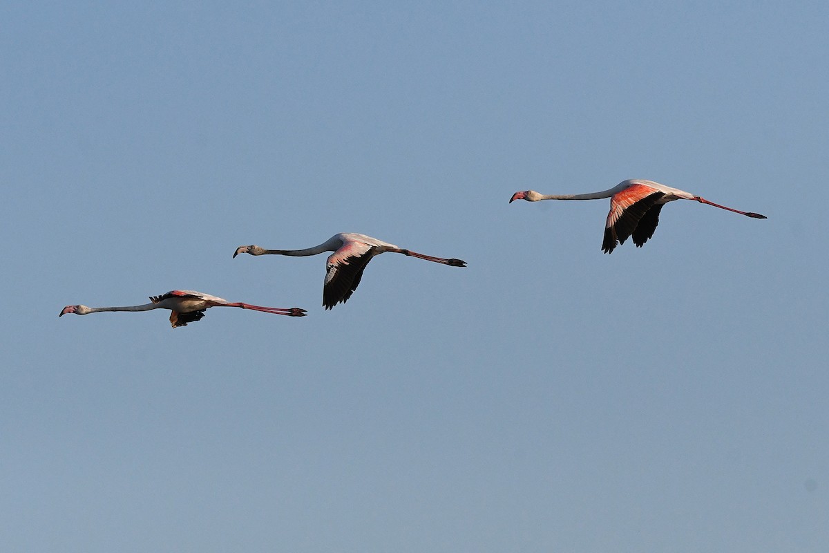 Greater Flamingo - ML618382818
