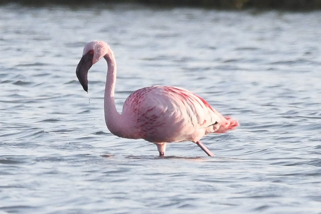 Lesser Flamingo - ML618382819