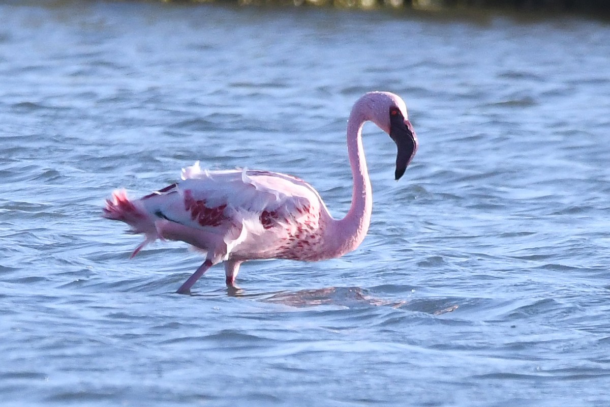 Lesser Flamingo - ML618382820