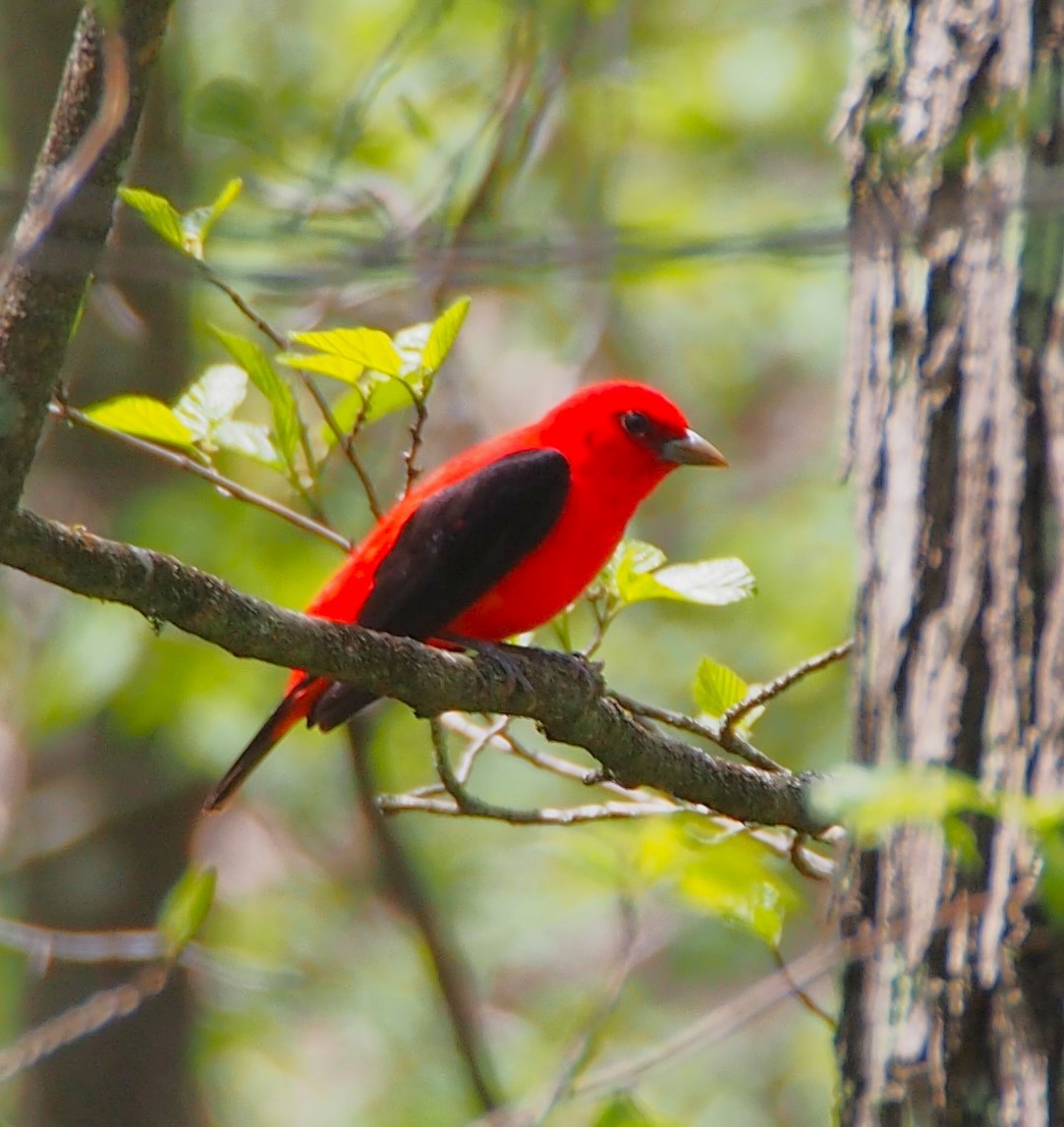Scarlet Tanager - ML618382835