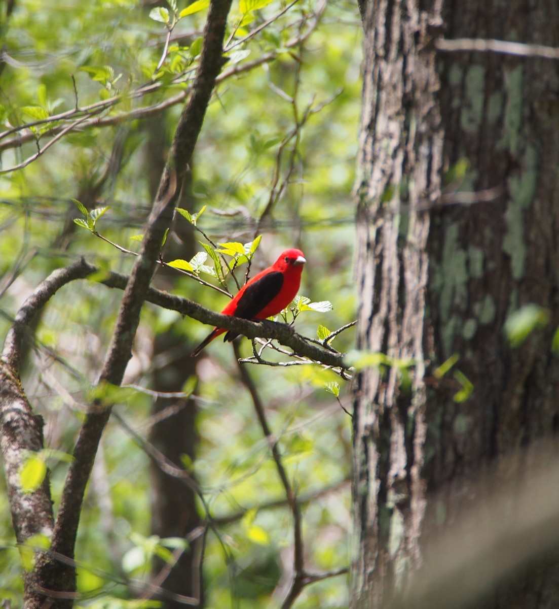 Scarlet Tanager - ML618382836