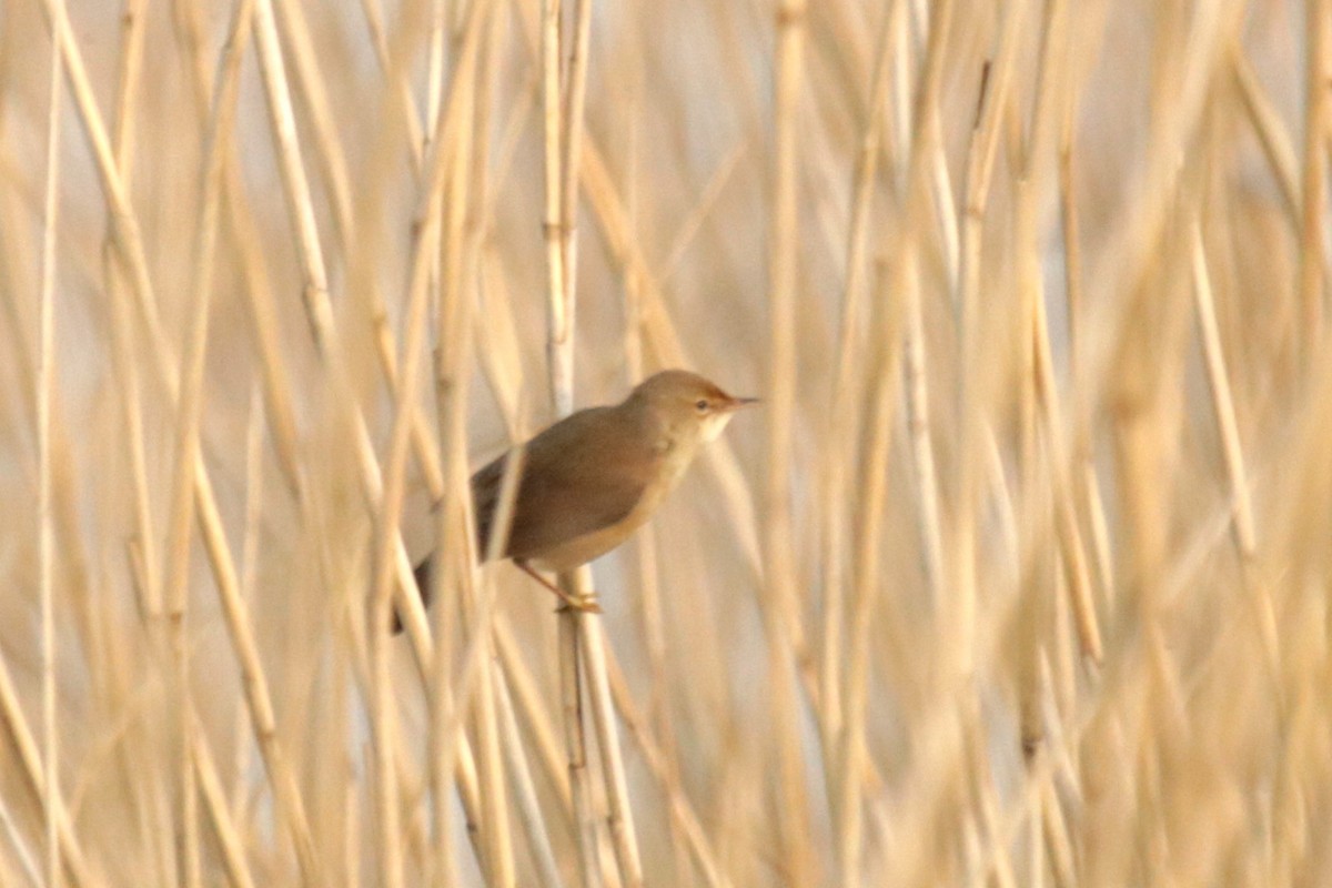 Common Reed Warbler - ML618382841