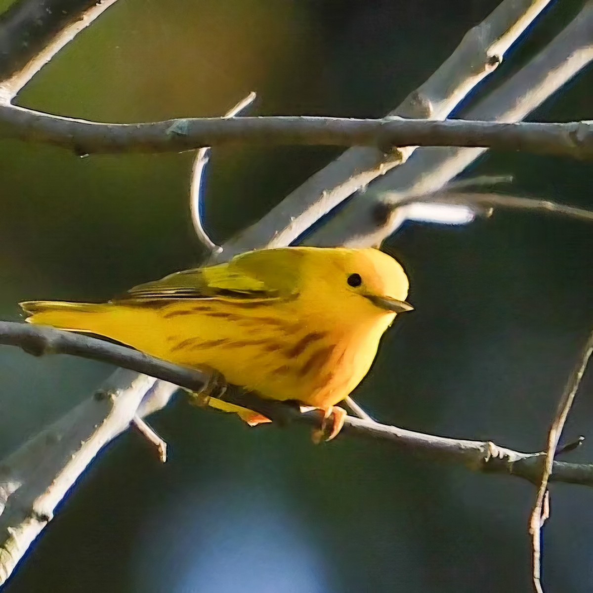 Yellow Warbler - Martin Mau