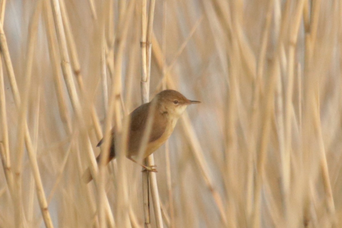Common Reed Warbler - ML618382867