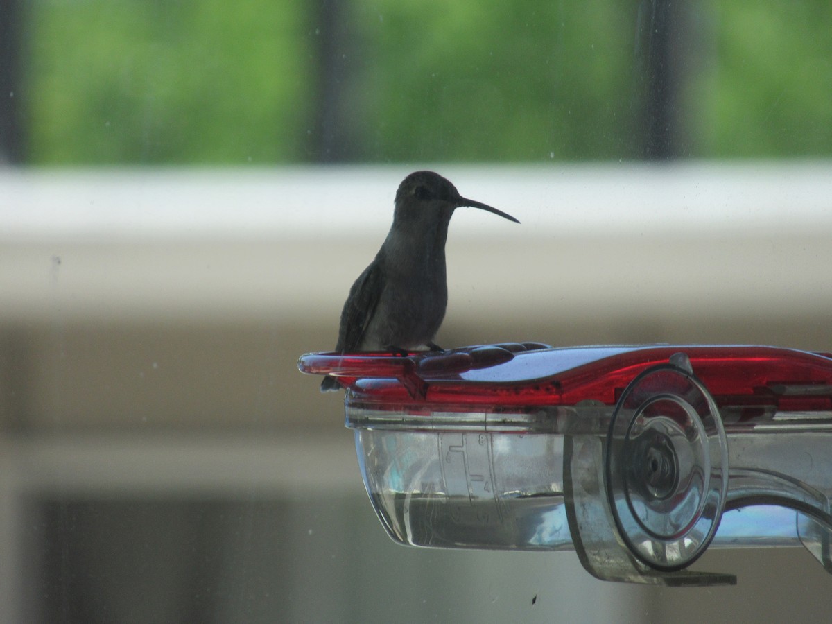 Black-chinned Hummingbird - ML618382889
