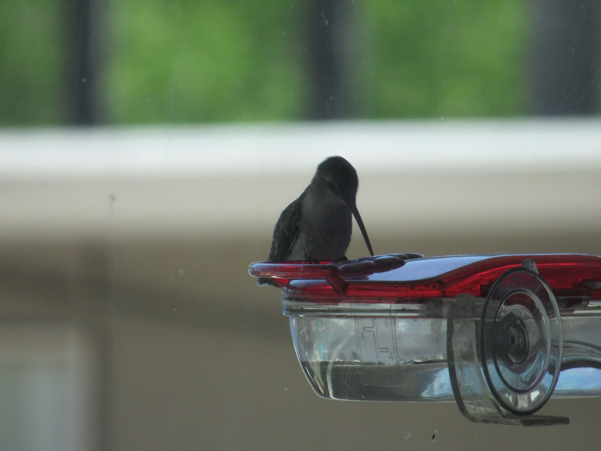 Black-chinned Hummingbird - ML618382901
