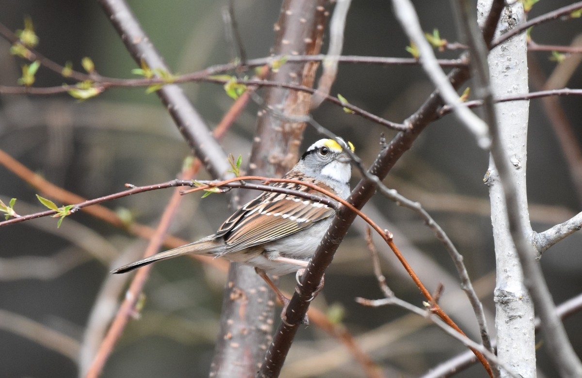 White-throated Sparrow - ML618382926