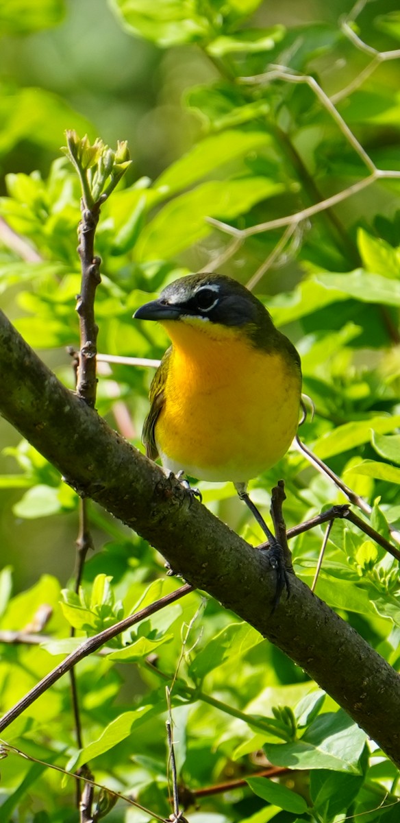 Yellow-breasted Chat - ML618382943