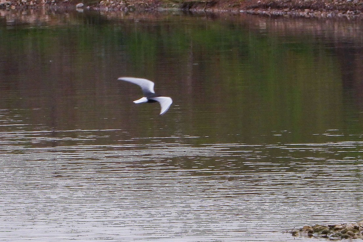 White-winged Tern - ML618382944