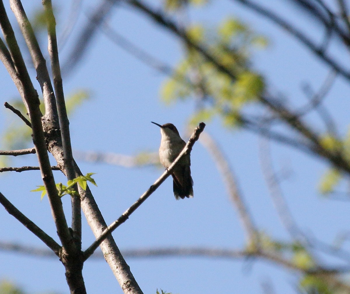 Ruby-throated Hummingbird - Brian Voorhees