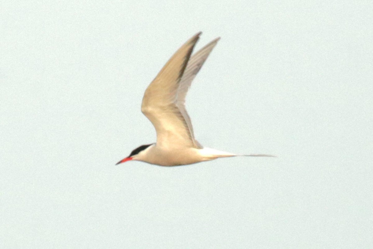 Common Tern - ML618383003
