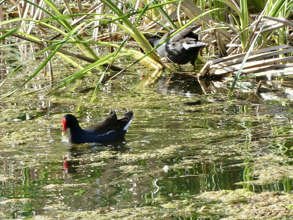 Common Gallinule - Dennis Wolter