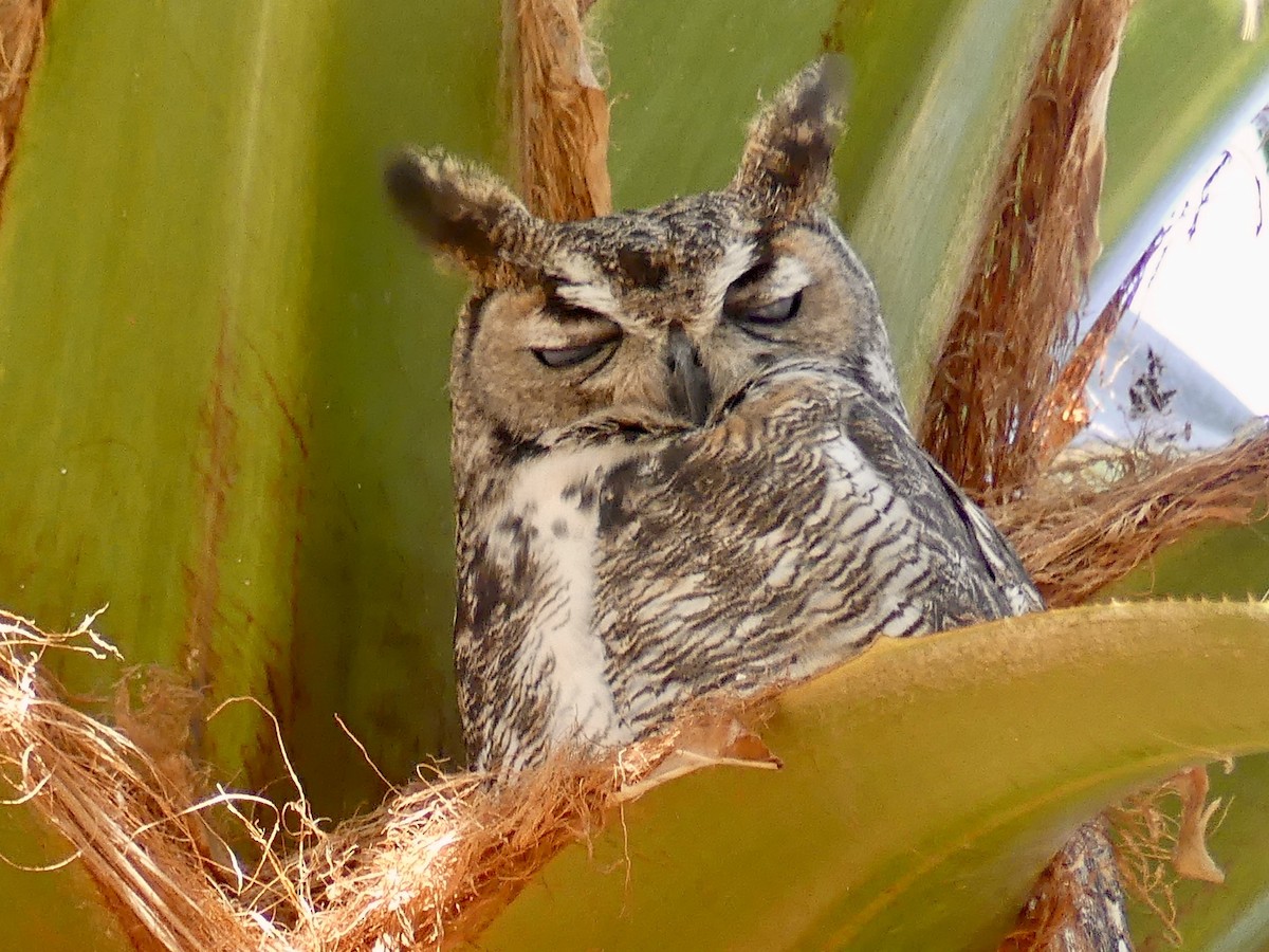 Great Horned Owl - ML618383110