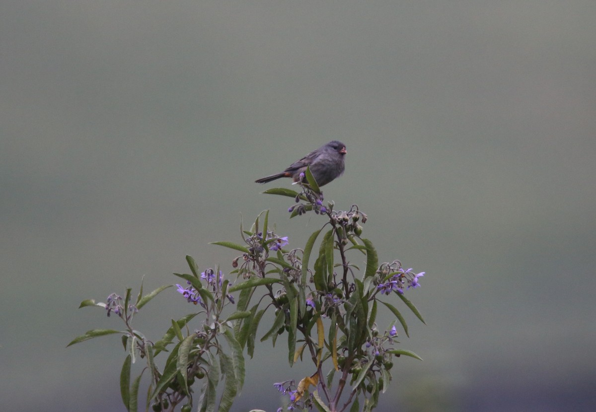 Plain-colored Seedeater - ML618383149