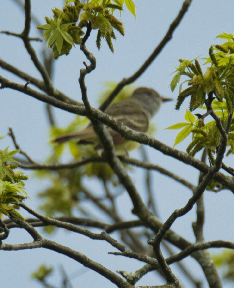 Great Crested Flycatcher - ML618383175