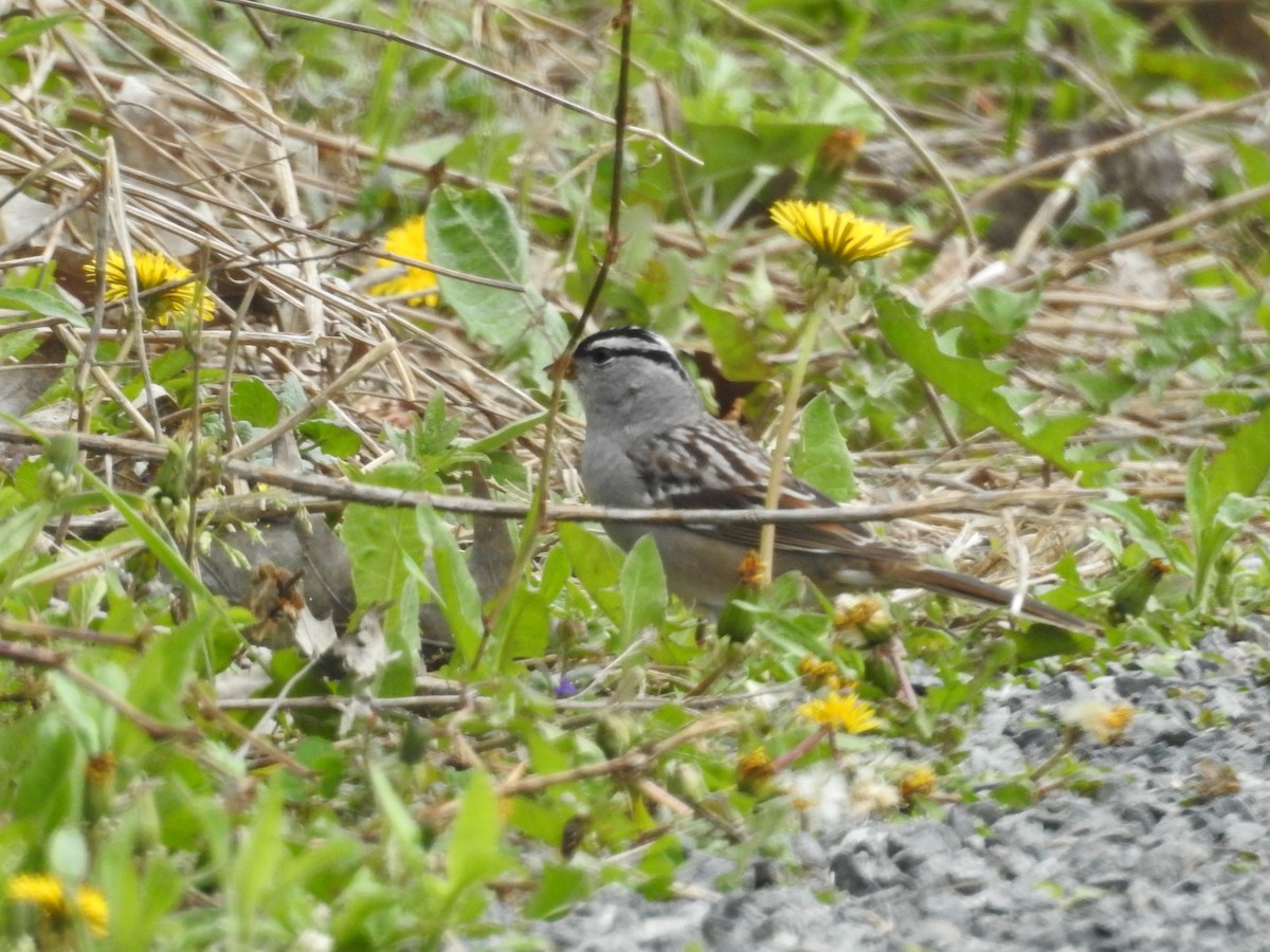 White-crowned Sparrow - ML618383206