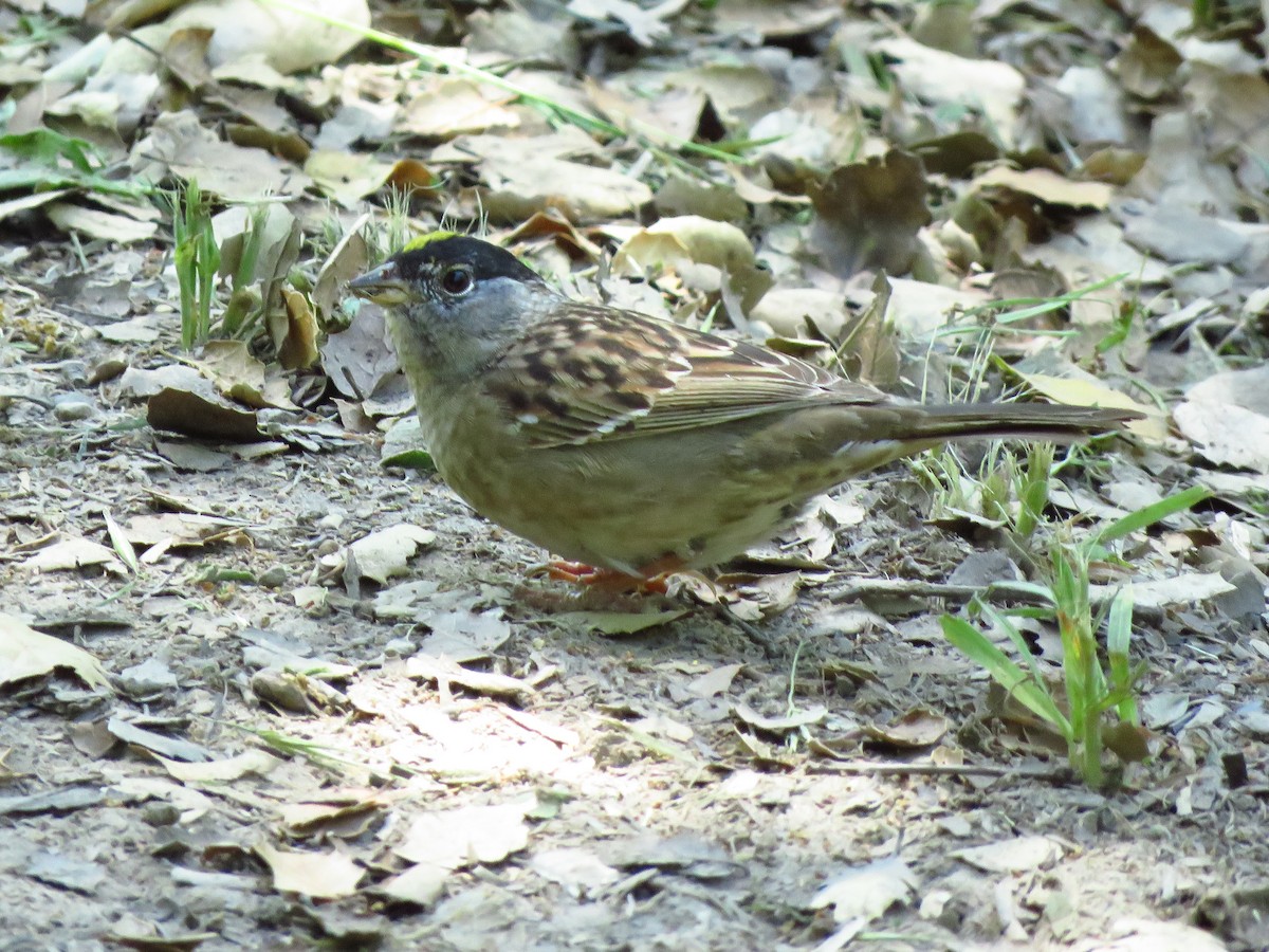 Golden-crowned Sparrow - ML618383213