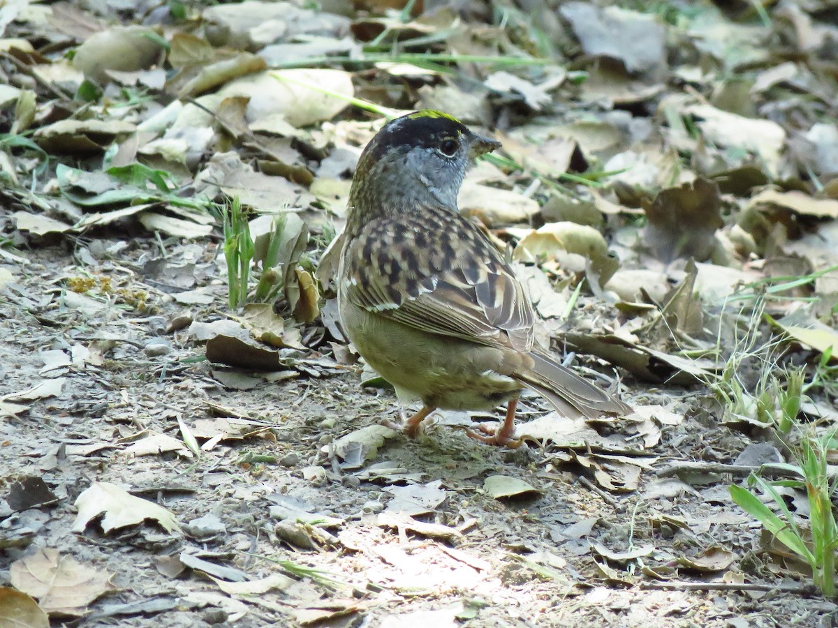 Golden-crowned Sparrow - ML618383214