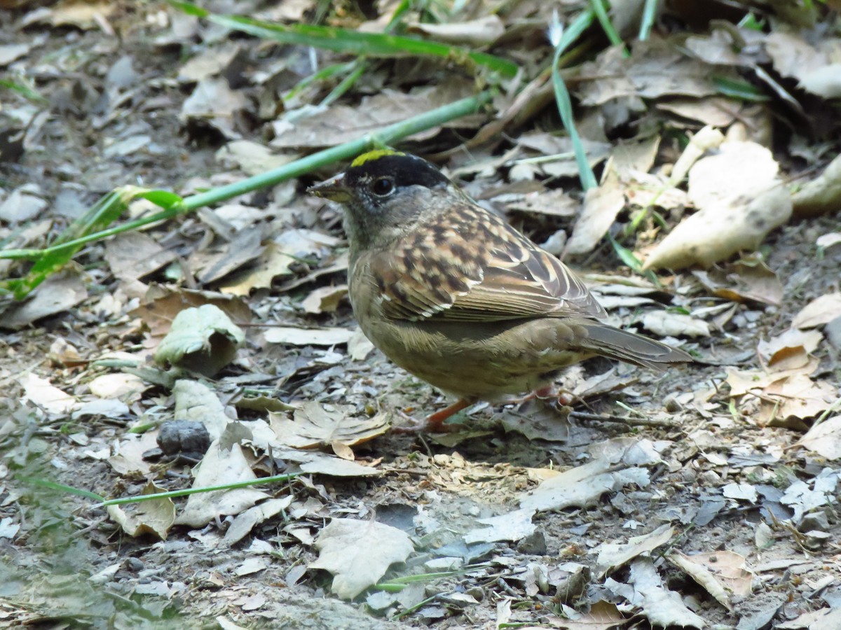 Golden-crowned Sparrow - ML618383215