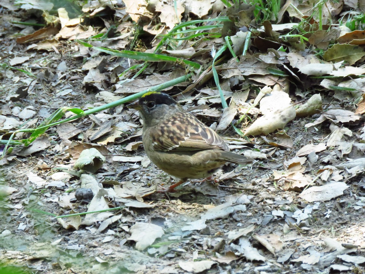 Golden-crowned Sparrow - ML618383216