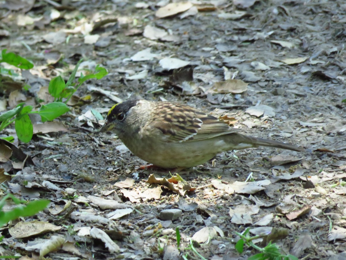 Golden-crowned Sparrow - ML618383217